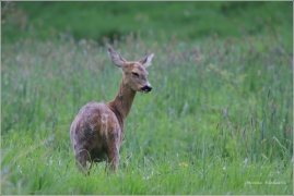 <p>SRNEC OBECNÝ (Capreolus capreolus) Šluknovsko - Království /European roe deer - Reh/</p>